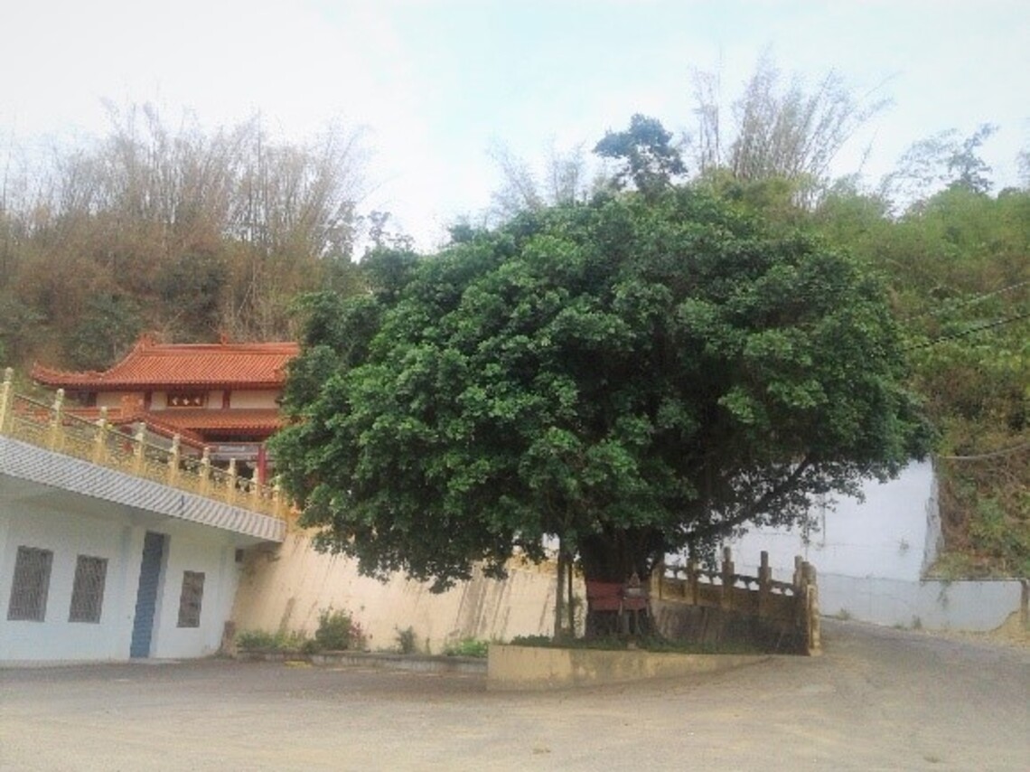 歡喜榕樹  溪洲番社地標