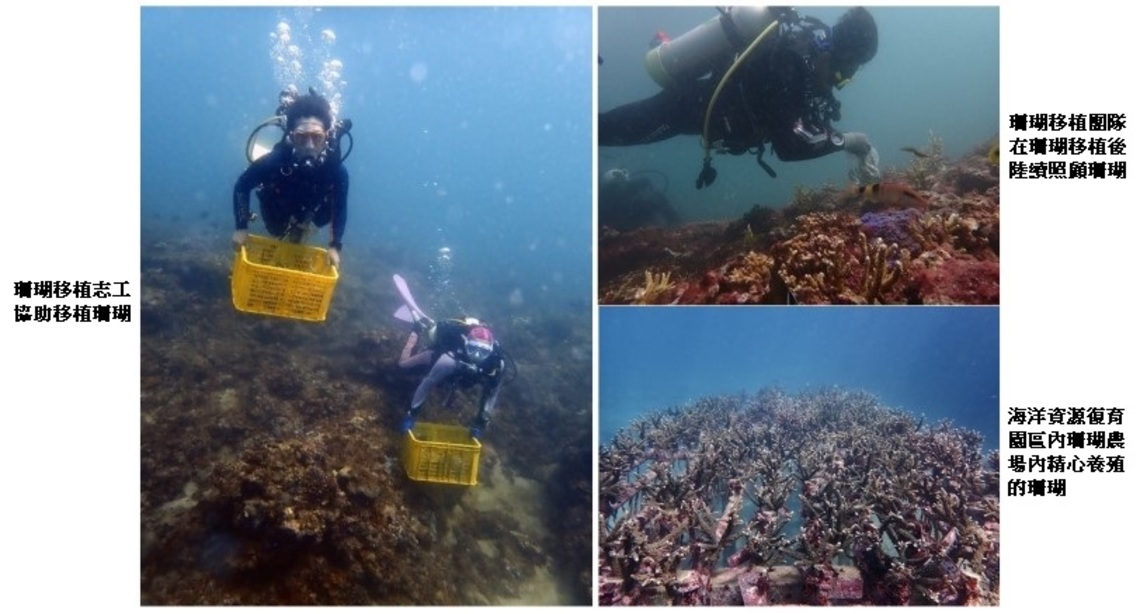 公私合作海洋造林  新北復育超過1700株珊瑚