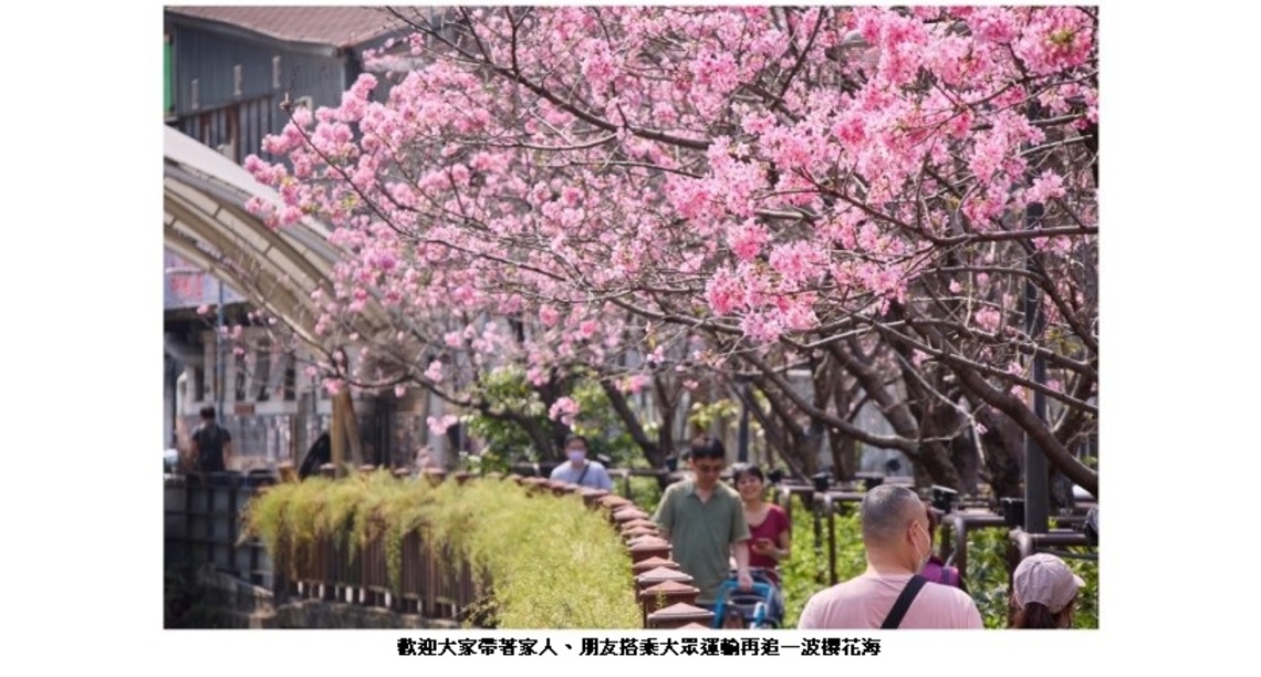 搭捷運就能到櫻花海!土城希望之河 櫻花絶美盛開