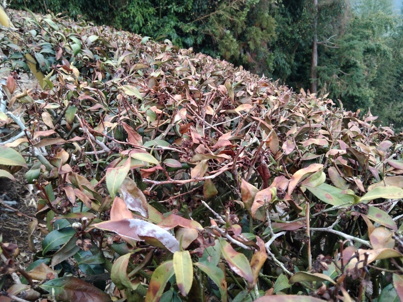 雲林古坑久未降雨導致茶樹缺水枯黃。(圖/翻攝自劉建國臉書)