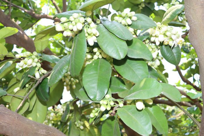 柚鄉柚香! 西湖鄉柚花藝術節4/1登場