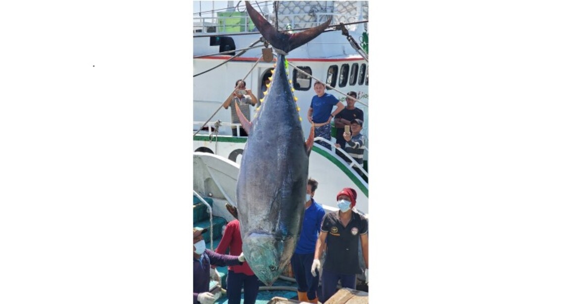 黑鮪魚季「第一鮪」辦法公告 期待月光瞑魚蹤現身