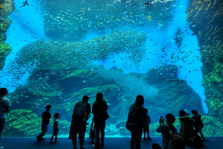 仙台海洋森林水族館的巨型水槽「閃耀生命光芒之海」呈現三陸海岸之美。 圖:向日遊顧問有限公司/來源