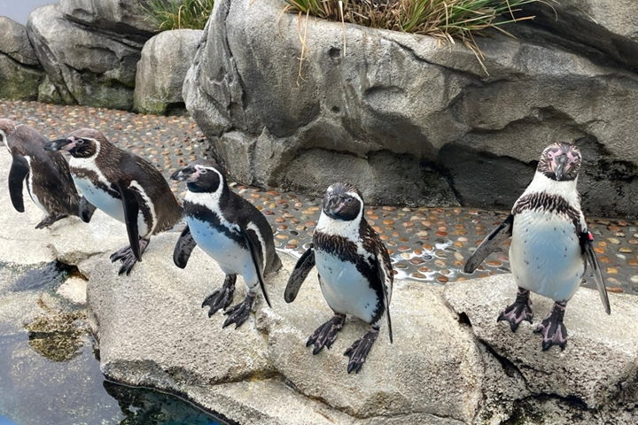 宮城疫後新設施 複合式松島離宮、仙台水族館魅力再添