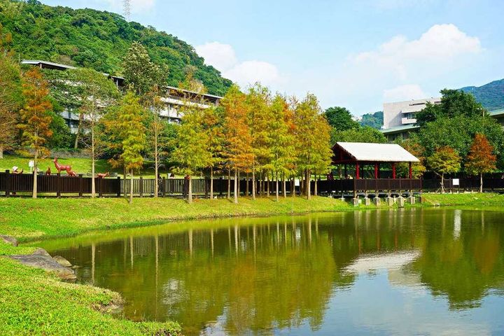 「原住民文化主題公園」水邊種植落羽松群及多種水生植物。 圖:臺北市政府觀光傳播局/提供