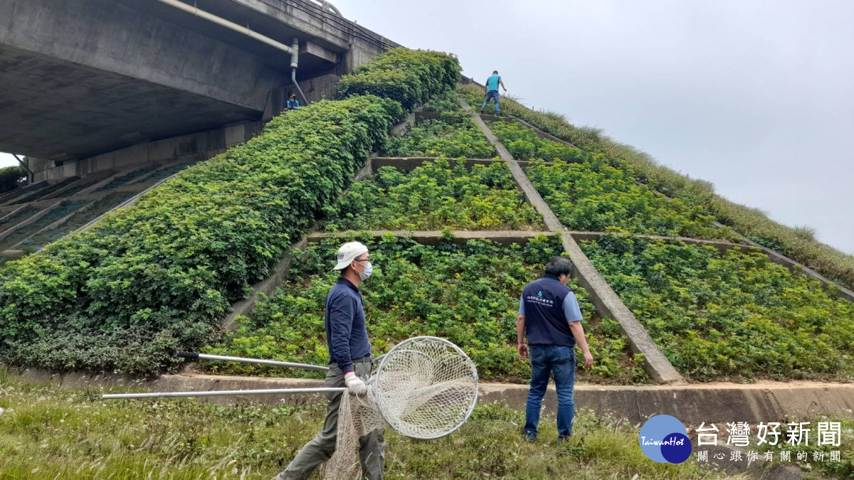 桃園市政府農業局持續搜尋失蹤狒狒。<br /><br /> <br /><br />