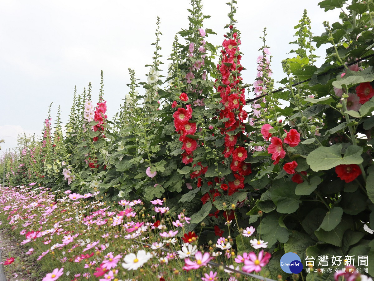 2023員林蜀葵花季 4月1日隆重開園