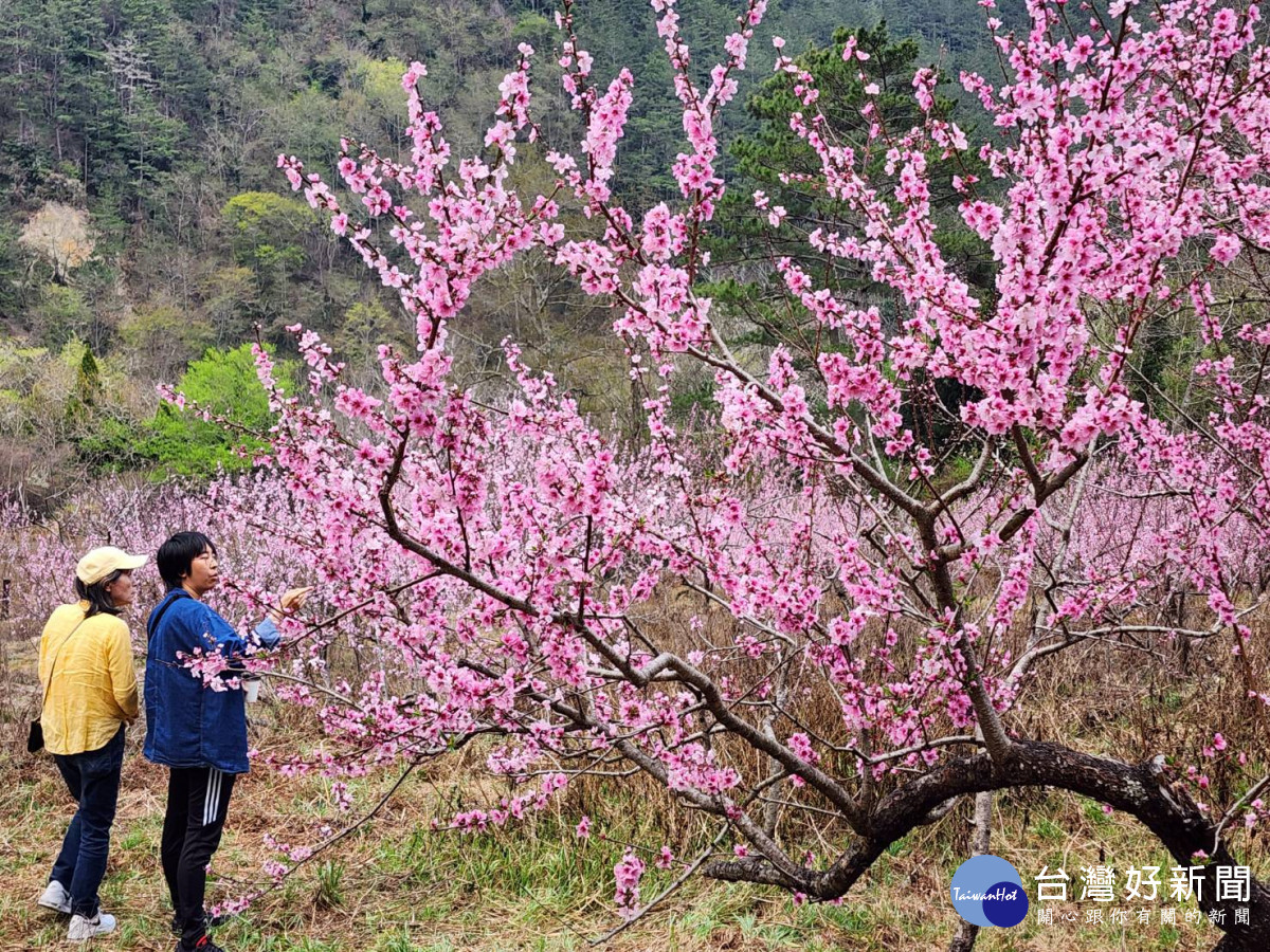 許多遊客上山賞桃花,感受「人面桃花相映紅」。