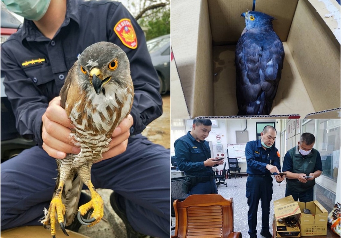 鳳頭蒼鷹幼鳥倒臥道路中 竹南警急救援成暖心保姆