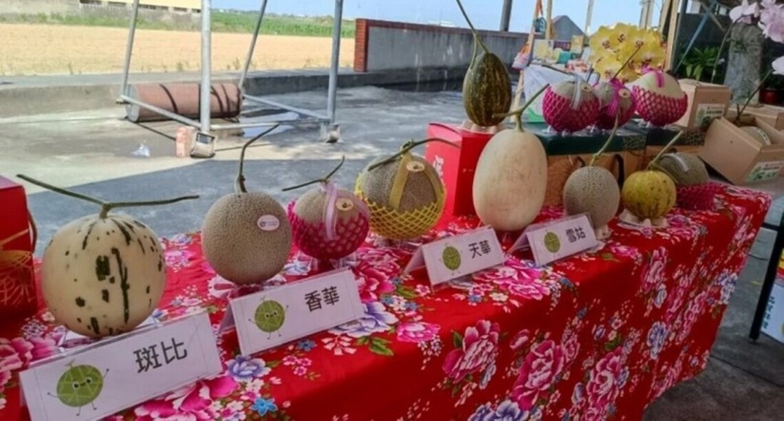 台南後壁洋香瓜節週日登場