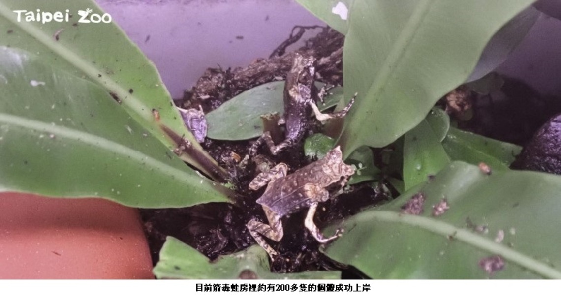 三葉枯葉蛙蝌蚪成功上岸   動物園繁殖技術再突破