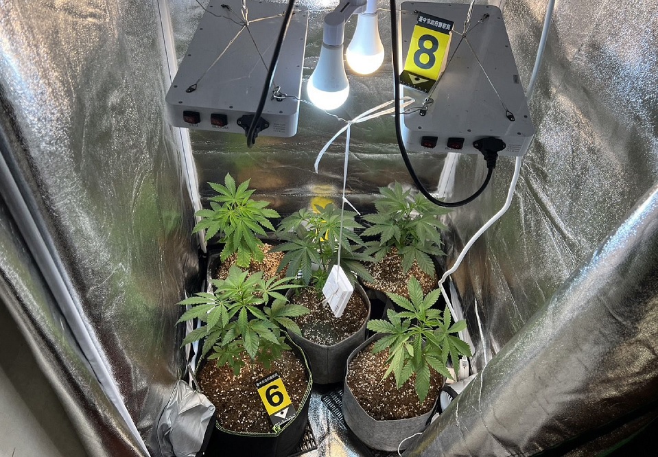 ▲ 中市刑大偵四隊查獲檳榔攤販售大麻、毒咖啡包案 (圖/台中市警察局 提供)