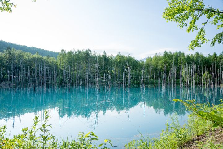 前往北海道感受春季《First love》的百分百悸動