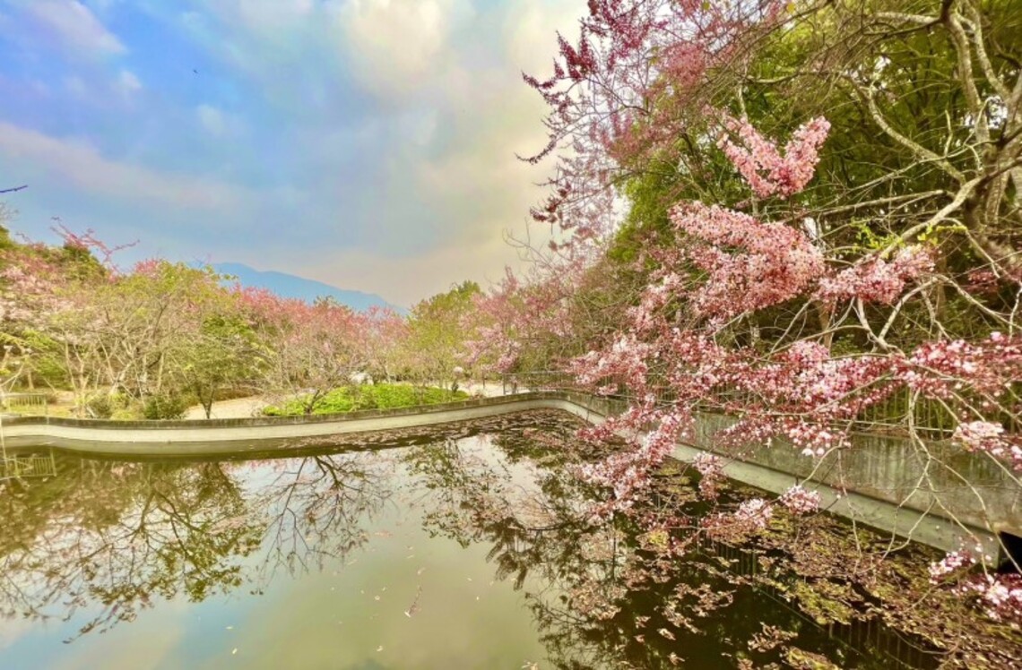 穿越新威桃花心木群 賞神威天臺山花旗木廊道