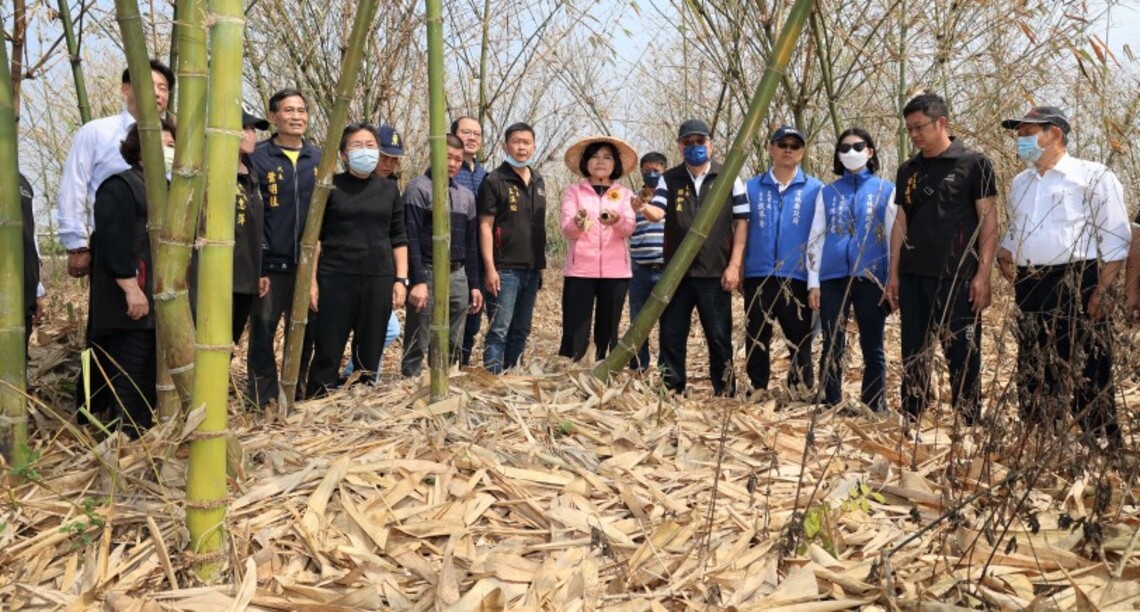 雲縣竹筍乾旱葉片黃化落葉枯死 張麗善勘災爭取救助