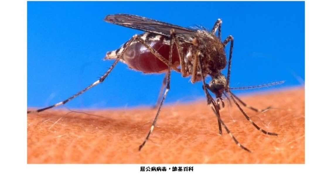 巴西登革熱和屈公病例激增   部分地區已出現流行趨勢