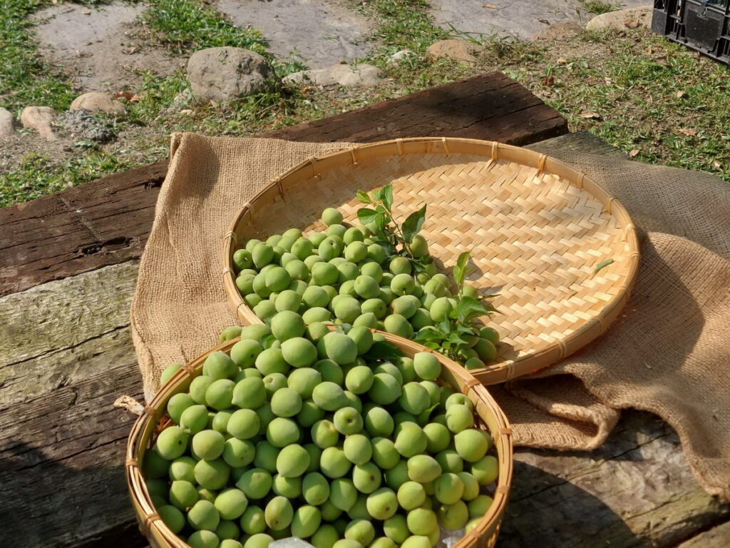 青梅形象照