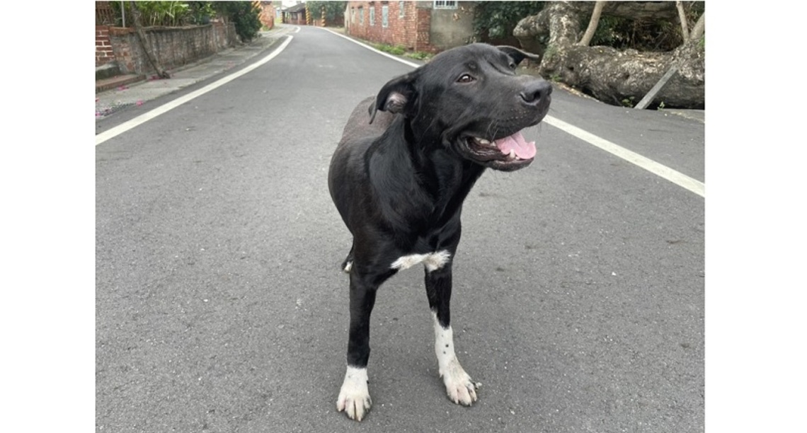 打破迷失 還給白蹄狗一片春天