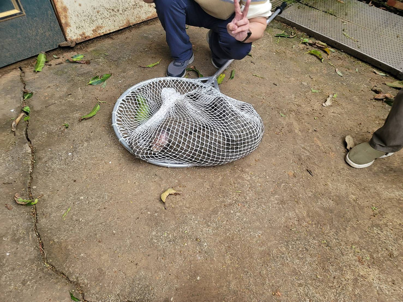 在桃園流竄超過半個月的東非狒狒昨天遭圍捕後傷重死亡,桃市府官員被批不顧受傷狒狒還要先拍照,桃園市長張善政表示依法懲處。中央社