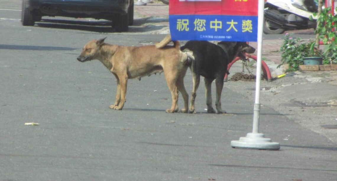 動保在街頭與田野