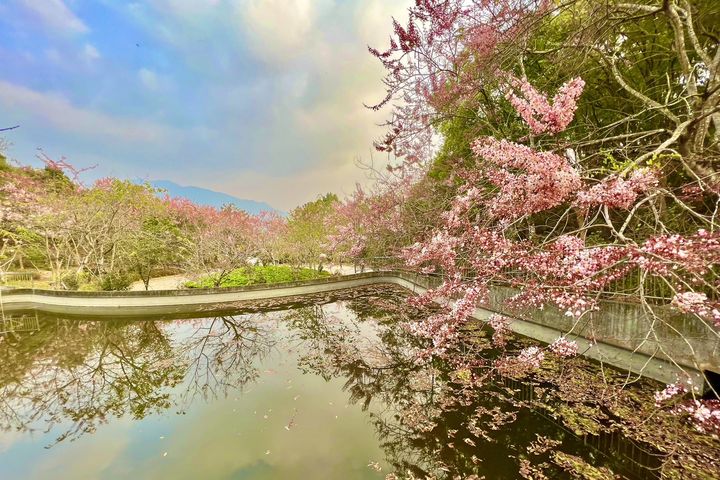 六龜區每年3月至4月期間為花旗木綻放。 圖:茂林國家風景區管理處/提供