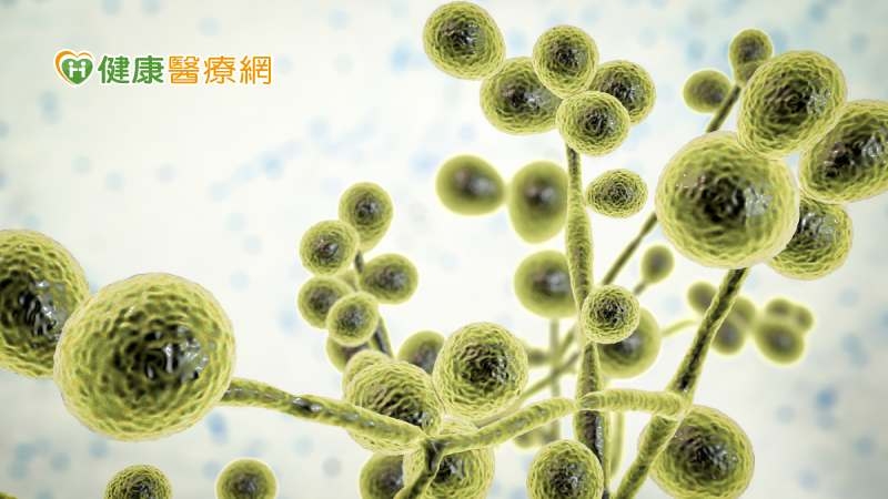 「耳念珠菌」具抗藥性 美病例數翻倍成長!忽視威脅醫療體系恐受衝擊