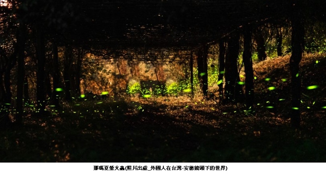 踏尋甲仙那瑪夏賞螢 觀光局送好禮