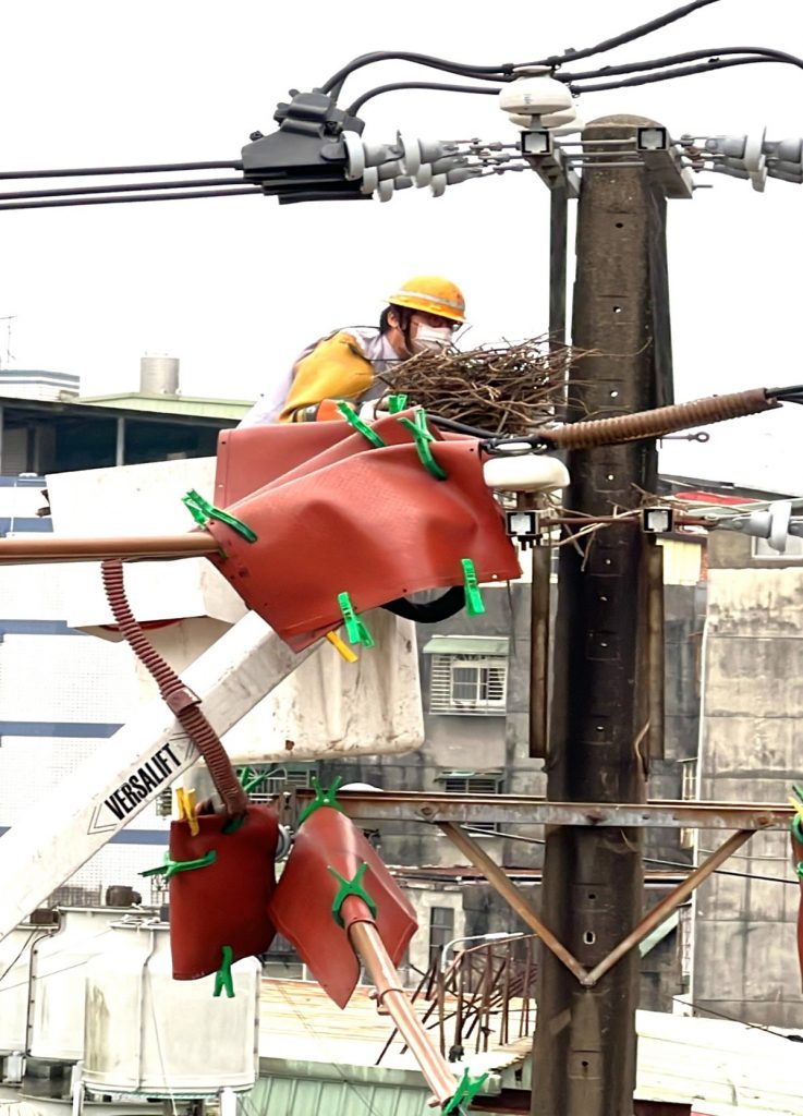 為保護喜鵲的安全以及減少停電事故發生,台電人員充當鳥類房仲,替在電桿上築巢的喜鵲另覓新巢。