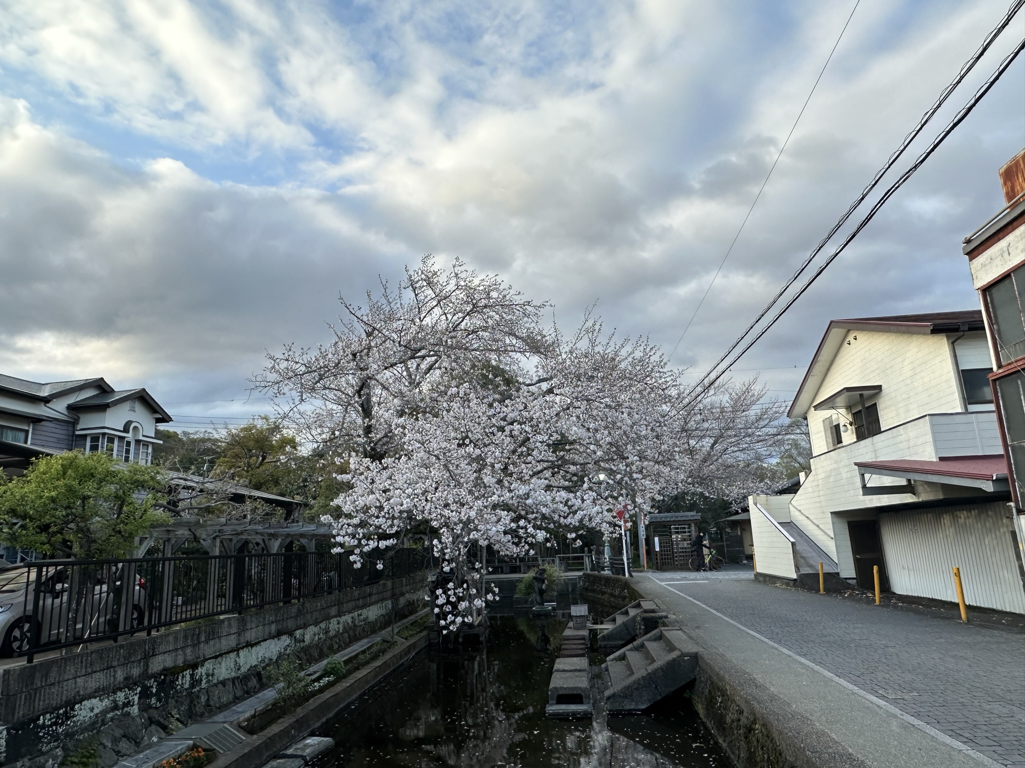 【春遊靜岡】JR三島車站出發!走源兵衛川步道來去三嶋大社賞櫻