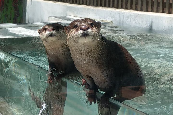 兒童節我最大／海洋公園推小水獺主題區 加碼4/1壽星免費入園 