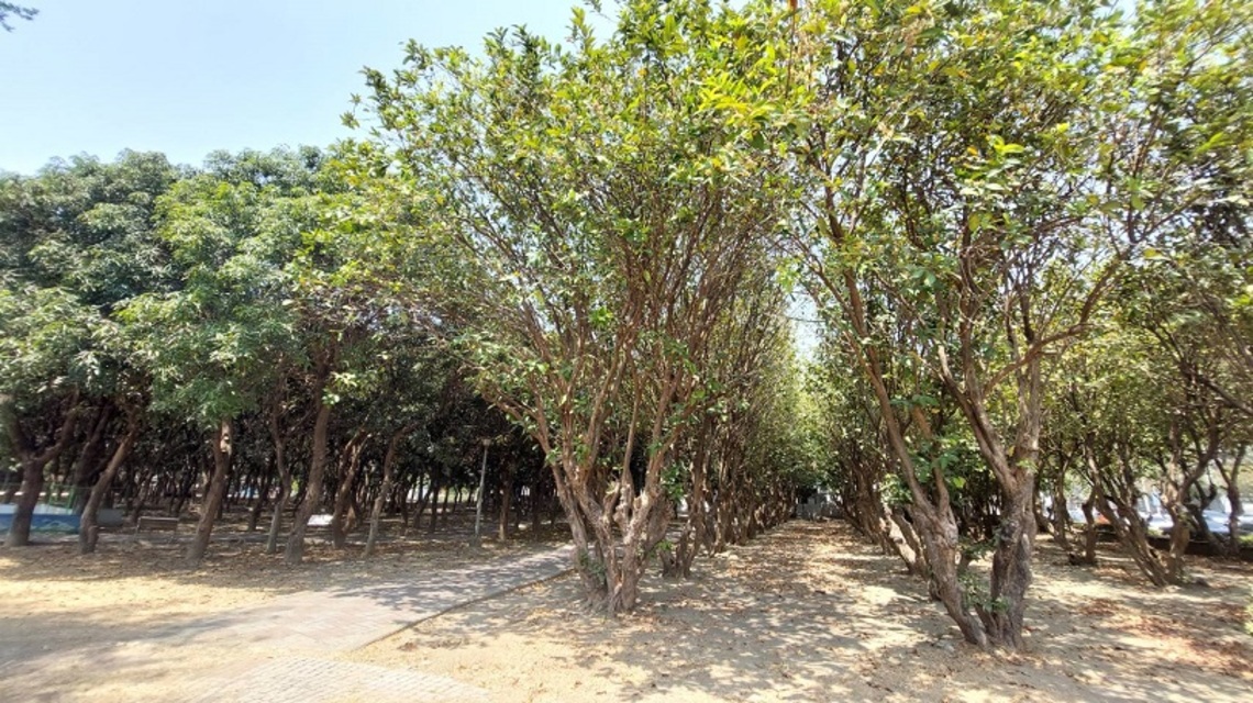 名不符實的「水果公園」 所生的水果只能看不能吃