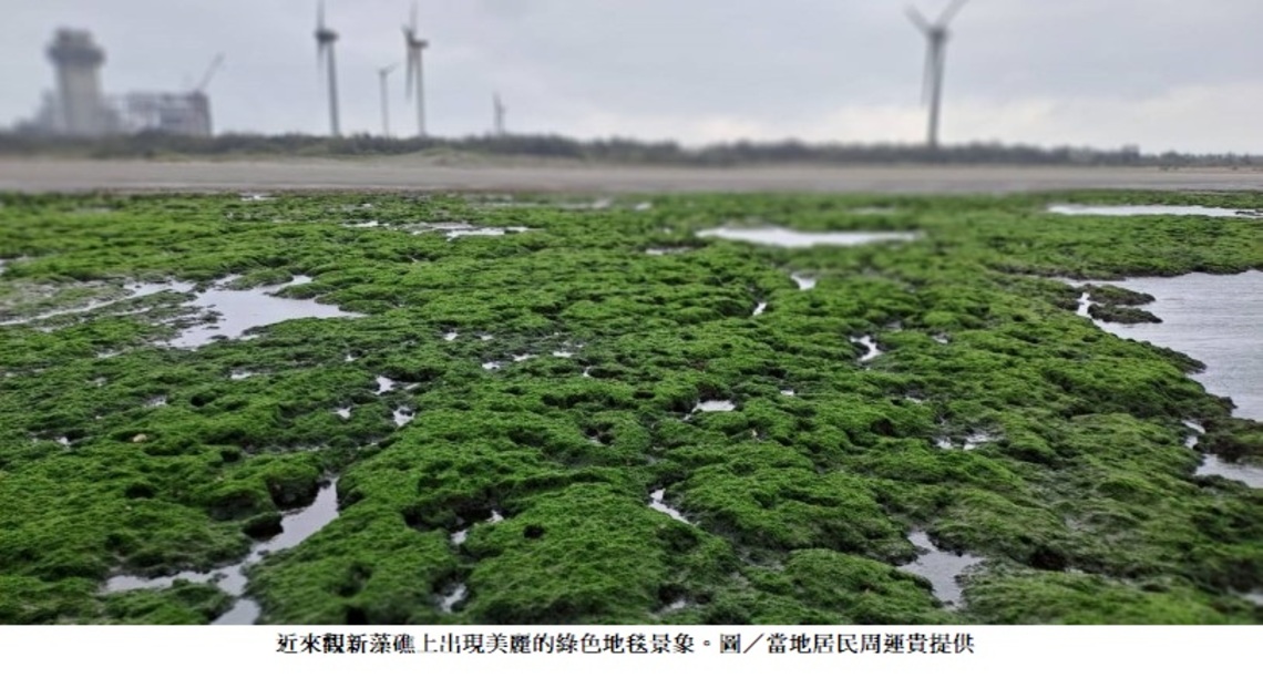 桃園藻礁海岸整體生態越來越好 中油將持續推動藻礁生態保育工作
