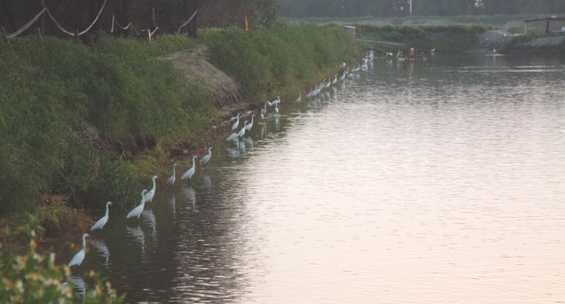 同樣都是鳥 白鷺鷥覓食井然有序 像閱兵分列式 粉鳥覓食則搶成一團
