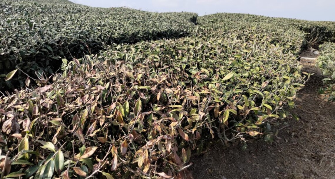 2-3月乾旱農損  茶樹現金救助即日受理