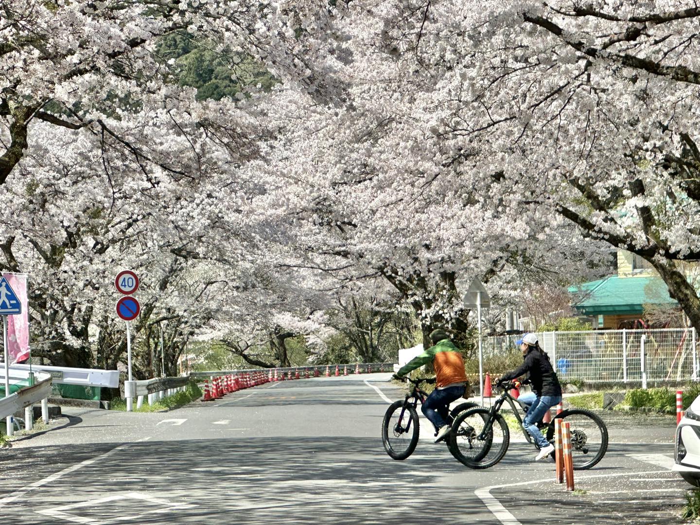 《春遊靜岡》大井川鐵道家山車站途中下車追櫻去