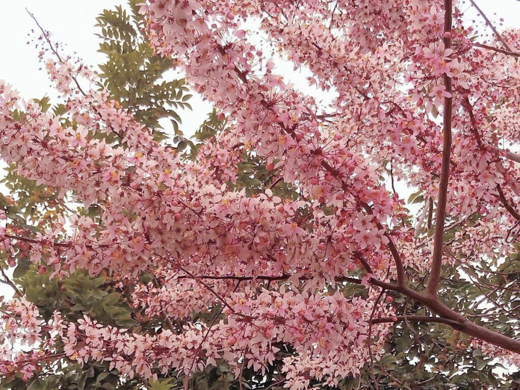 市區花旗木盛開中