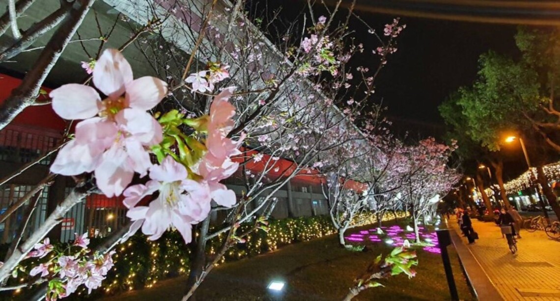 捷運石牌站「櫻木花道」!搭著臺北捷運追櫻趣