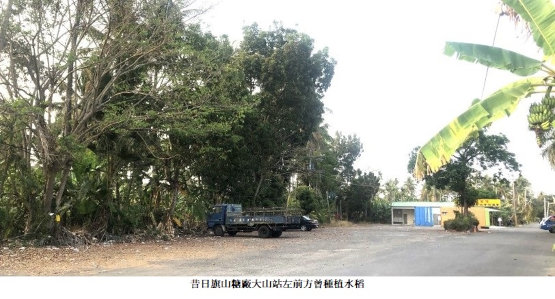 香蕉王國 也曾種過水稻