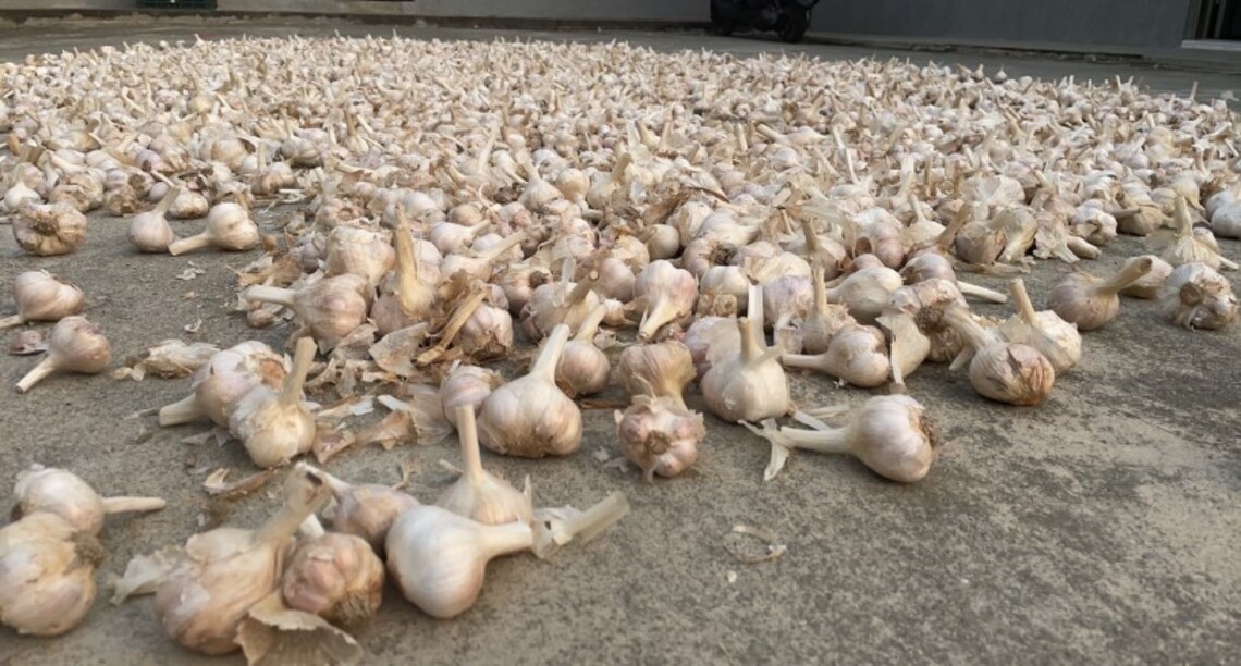 吹得了蒜膜 吹不走濃濃的人情味 「風吹蒜頭」的故事