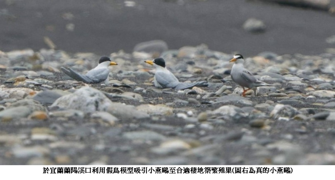 小燕鷗報到! 海保署提醒「四不一要」