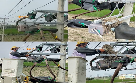 預防鳥巢釀停電 台電彰化區處移除作業無假期