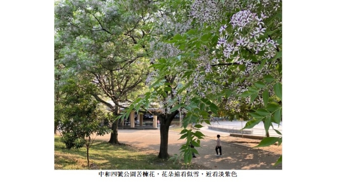 都市春季限定美景 中和4號公園飄苦楝粉紫花雪