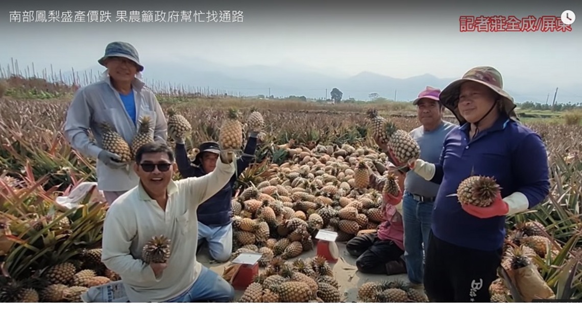 南部鳳梨盛產價跌 果農籲政府幫忙找通路