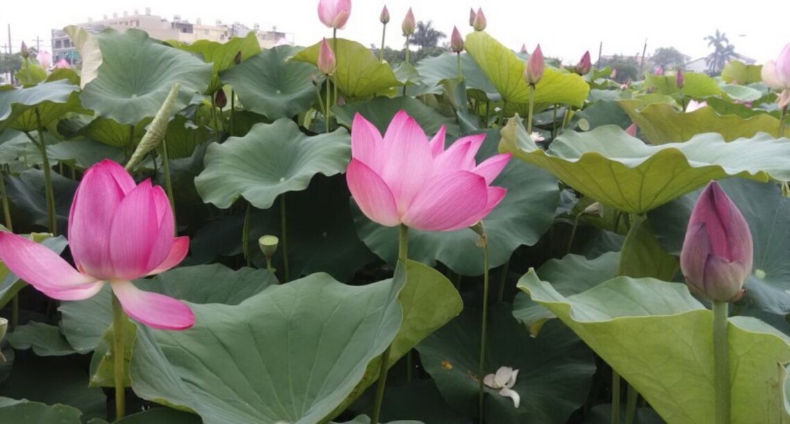 台南白河「稻中蓮」的一段情話