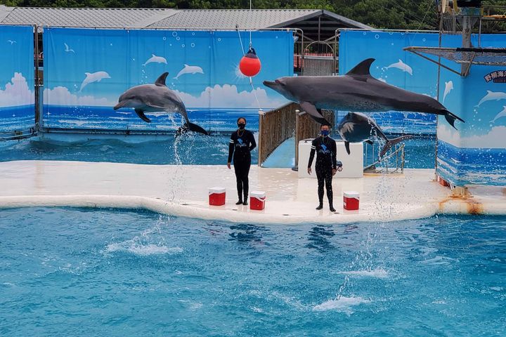 野柳海洋世界海豚表演秀。 圖:新北市政府觀光旅遊局/提供