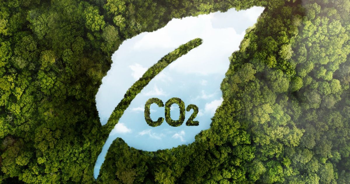 1200-view-green-forest-trees-with-co2_31481262
