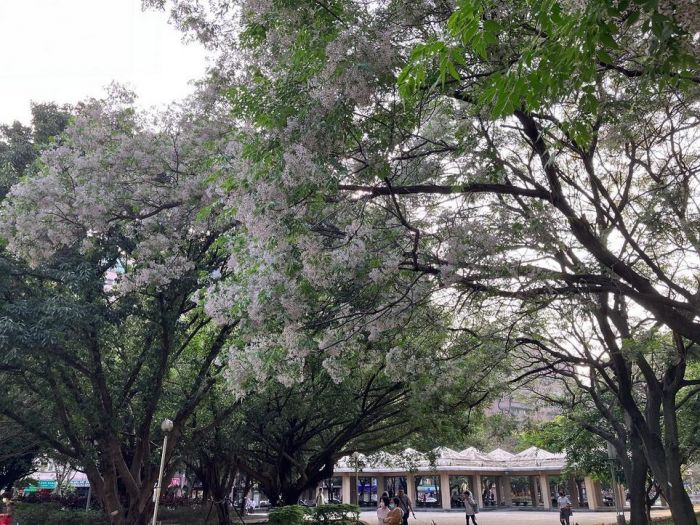 春季限定美景 中和4號公園飄苦楝粉紫花雪