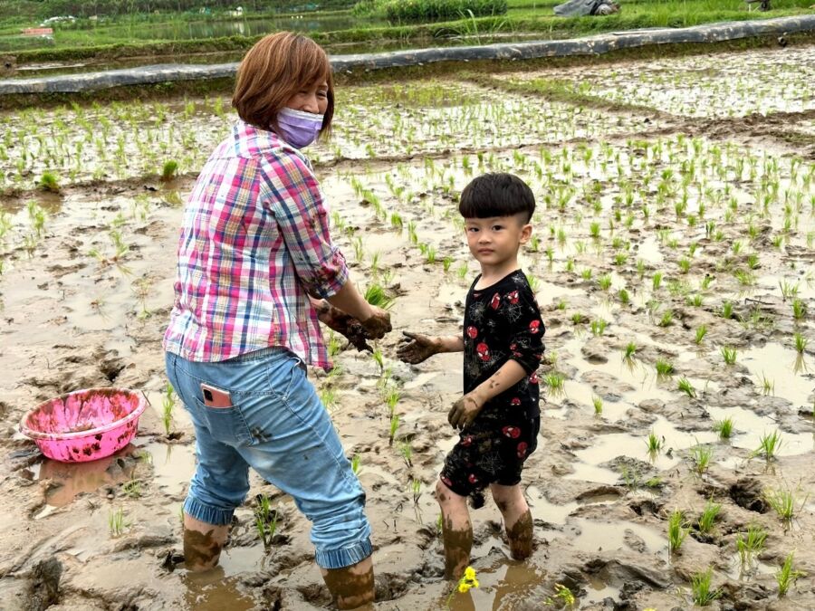 圖/一年一度的金美附幼年度盛事-「插秧季」,讓孩子體驗腳踩家鄉土地的美好。(圖/金美國小附幼提供)