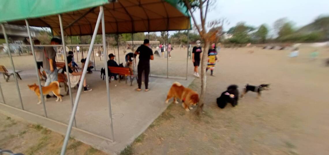 溜狗有寵物公園，屏東市高屏溪畔假日景致