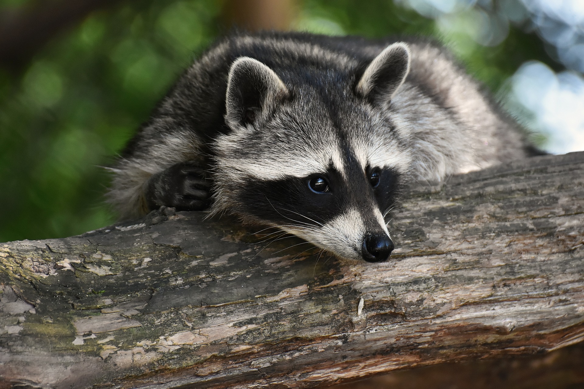 raccoon-3820327_1920